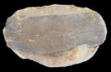 Fossil Neuropteris Seed Fern Leaf (Pos/Neg) - Mazon Creek #70347-2